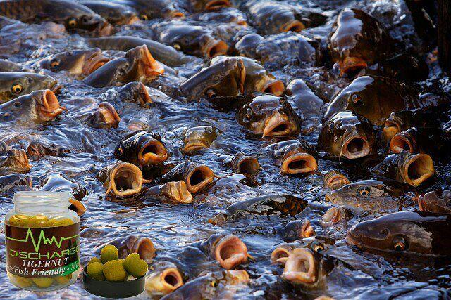 discharge - 650951934954641087531209054763n.jpg